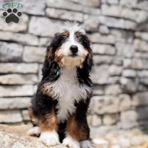 Raven, Bernedoodle Puppy